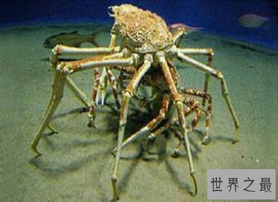 【图】世界上最大的螃蟹 重达30公斤 一天都不肯定能吃