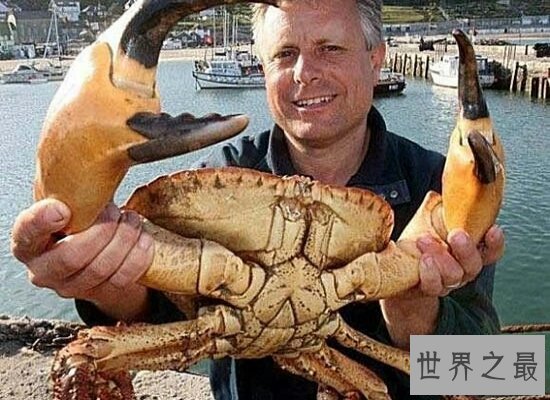 【图】世界上最大的螃蟹 重达30公斤 一天都不肯定能吃