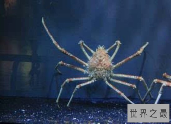 【图】世界上最大的螃蟹 重达30公斤 一天都不肯定能吃