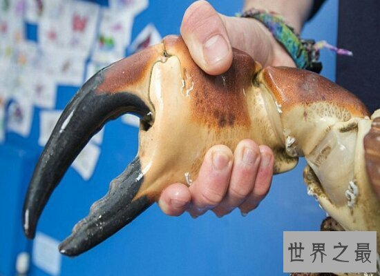 【图】世界上最大的螃蟹 重达30公斤 一天都不肯定能吃