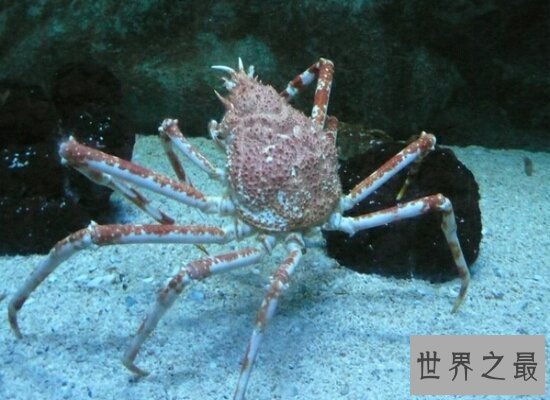 【图】世界上最大的螃蟹 重达30公斤 一天都不肯定能吃