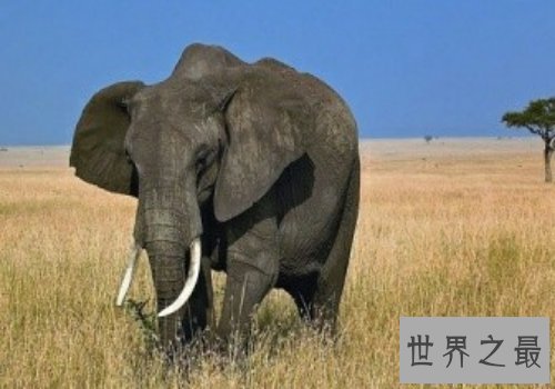 【图】大象的寿命大约在80岁左右，跟人差不多