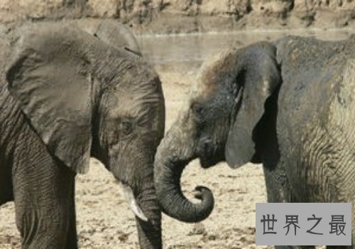 【图】大象的寿命大约在80岁左右，跟人差不多