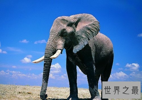 【图】大象的寿命大约在80岁左右，跟人差不多