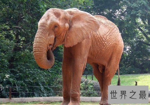 【图】大象的寿命大约在80岁左右，跟人差不多