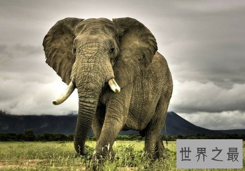 【图】大象的寿命大约在80岁左右，跟人差不多