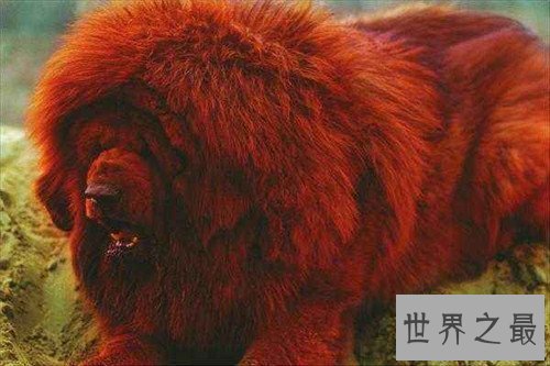 【图】纯红藏獒为何价值这么贵 如何鉴定纯种藏獒