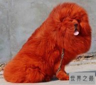【图】纯红藏獒为何价值这么贵 如何鉴定纯种藏獒