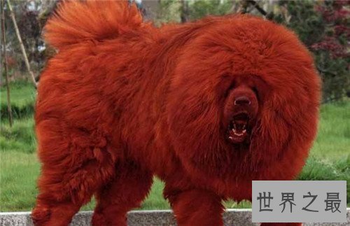 【图】纯红藏獒为何价值这么贵 如何鉴定纯种藏獒
