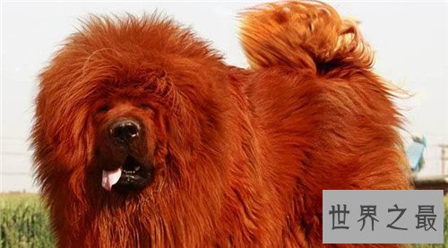 【图】纯红藏獒为何价值这么贵 如何鉴定纯种藏獒