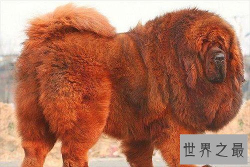 【图】纯红藏獒为何价值这么贵 如何鉴定纯种藏獒