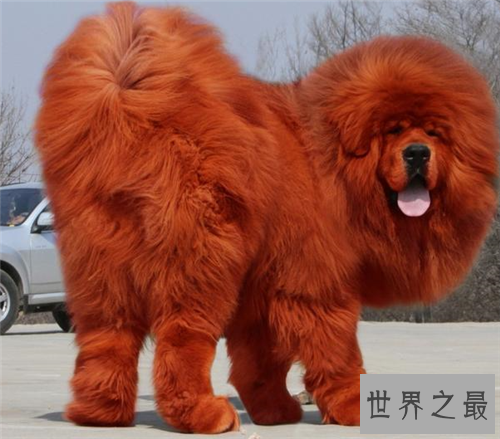 【图】纯红藏獒为何价值这么贵 如何鉴定纯种藏獒
