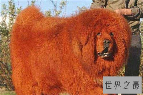 【图】纯红藏獒为何价值这么贵 如何鉴定纯种藏獒