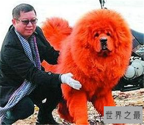 【图】纯红藏獒为何价值这么贵 如何鉴定纯种藏獒