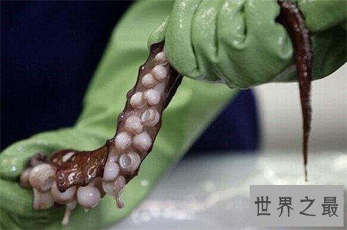 【图】大王酸浆鱿外形特色引见 可谓最大的无脊椎动物