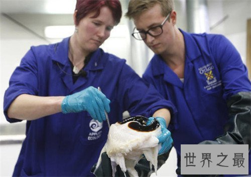 【图】大王酸浆鱿外形特色引见 可谓最大的无脊椎动物