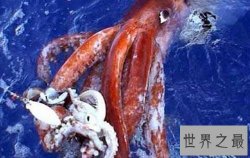 【图】大王酸浆鱿形态特征介绍 堪称最大的无脊椎动物