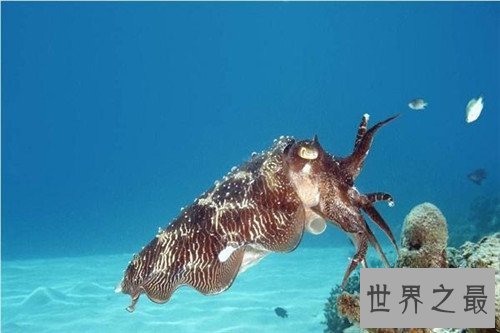 【图】大王酸浆鱿外形特色引见 可谓最大的无脊椎动物
