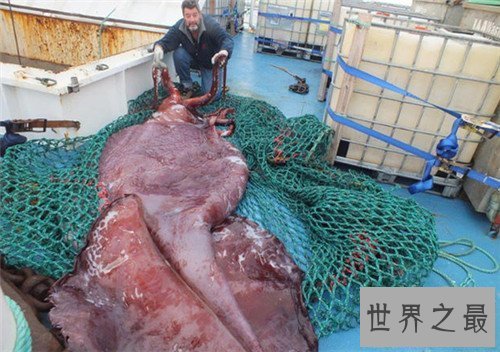 【图】大王酸浆鱿外形特色引见 可谓最大的无脊椎动物