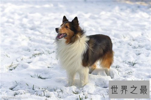 【图】狗智商排名引见 边境牧羊犬可谓最聪明的狗狗