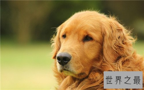 【图】狗智商排名引见 边境牧羊犬可谓最聪明的狗狗