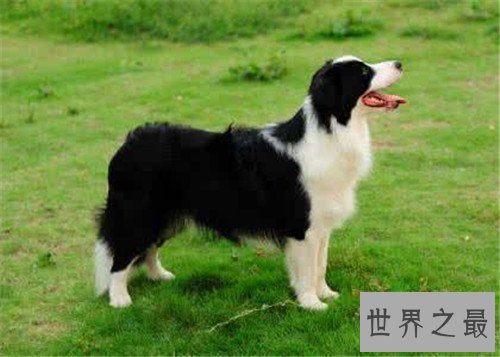 【图】狗智商排名引见 边境牧羊犬可谓最聪明的狗狗