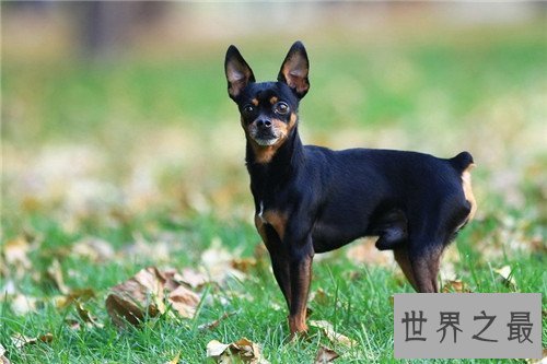 【图】狗智商排名引见 边境牧羊犬可谓最聪明的狗狗