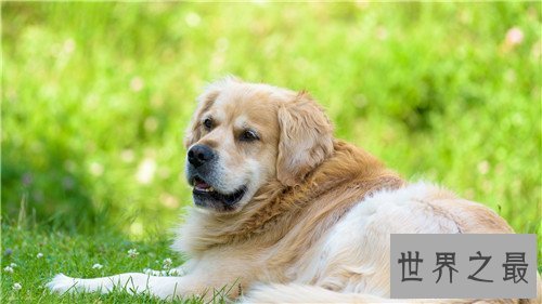 【图】狗智商排名引见 边境牧羊犬可谓最聪明的狗狗