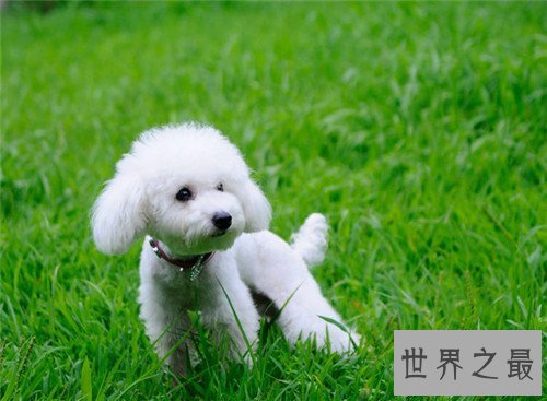 【图】狗智商排名引见 边境牧羊犬可谓最聪明的狗狗
