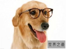 【图】狗智商排名介绍 边境牧羊犬堪称最聪明的狗狗