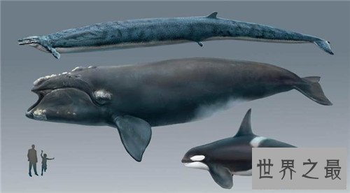 【图】龙王鲸是如何灭绝的 曾是海陆大型爬举动物