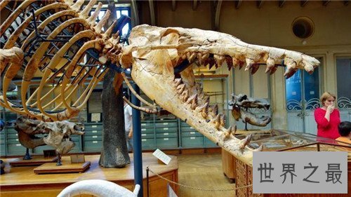 【图】龙王鲸是如何灭绝的 曾是海陆大型爬举动物