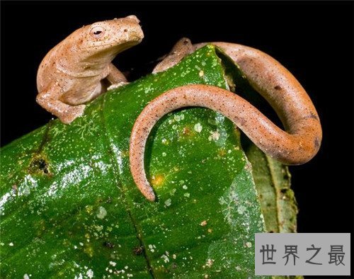 【图】蝾螈与娃娃鱼的区别引见 蝾螈具备剧毒不宜饲养