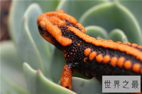 【图】蝾螈与娃娃鱼的区别引见 蝾螈具备剧毒不宜饲养