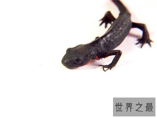 【图】蝾螈与娃娃鱼的区别引见 蝾螈具备剧毒不宜饲养