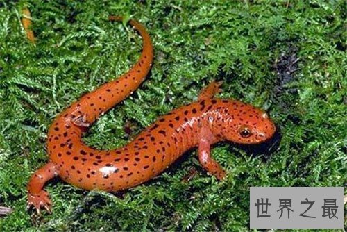 【图】蝾螈与娃娃鱼的区别引见 蝾螈具备剧毒不宜饲养