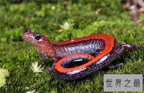 【图】蝾螈与娃娃鱼的区别引见 蝾螈具备剧毒不宜饲养