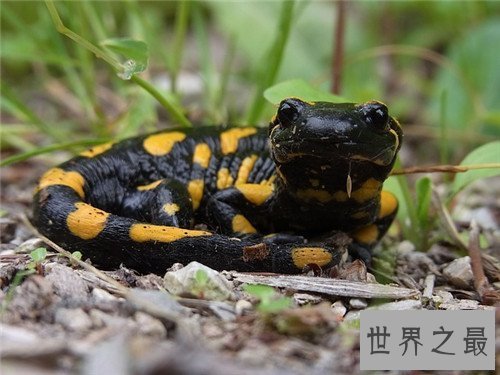 【图】蝾螈与娃娃鱼的区别引见 蝾螈具备剧毒不宜饲养