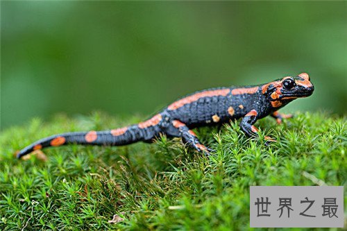 【图】蝾螈与娃娃鱼的区别引见 蝾螈具备剧毒不宜饲养