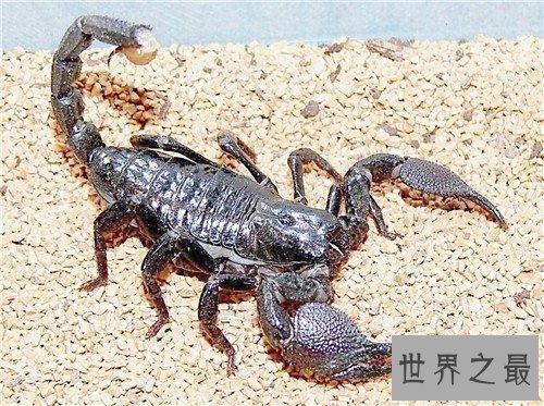 【图】五毒是哪五毒 都是生存中常见的五种爬举动物