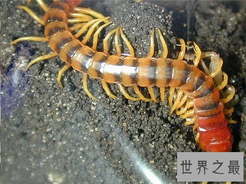 【图】五毒是哪五毒 都是生存中常见的五种爬举动物