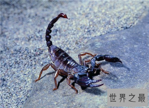 【图】五毒是哪五毒 都是生存中常见的五种爬举动物