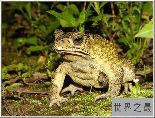 【图】五毒是哪五毒 都是生存中常见的五种爬举动物