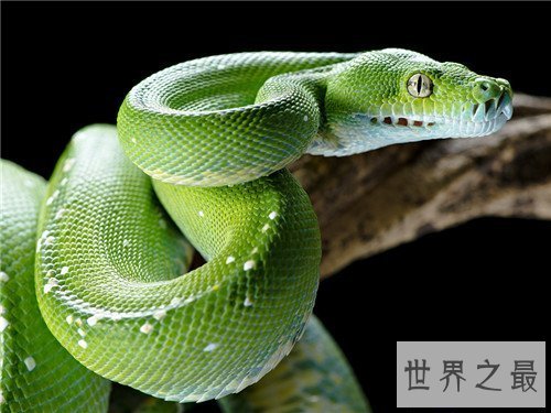 【图】五毒是哪五毒 都是生存中常见的五种爬举动物