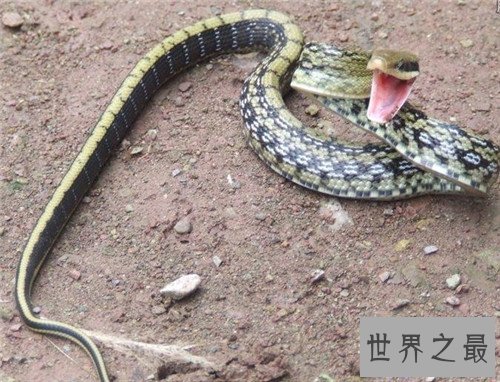 【图】五毒是哪五毒 都是生存中常见的五种爬举动物