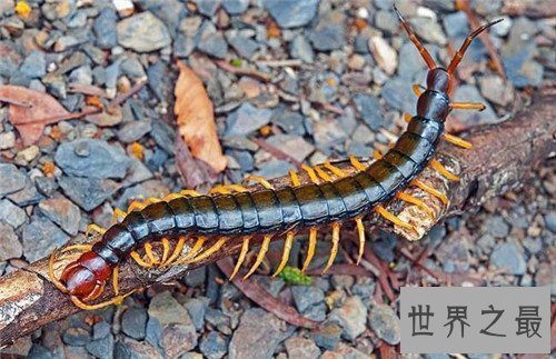 【图】五毒是哪五毒 都是生存中常见的五种爬举动物