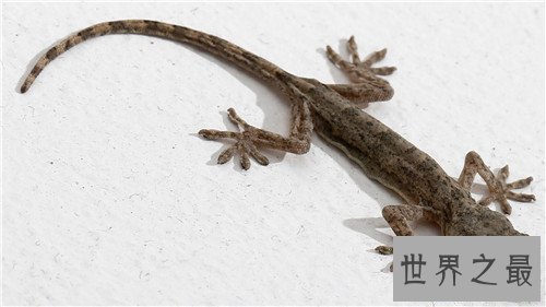 【图】五毒是哪五毒 都是生存中常见的五种爬举动物