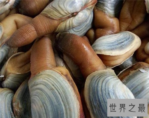 【图】象拔蚌的效用及作用引见 怎么的人不能食用象拔