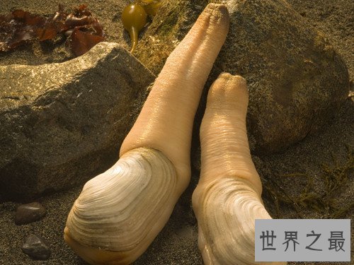 【图】象拔蚌的效用及作用引见 怎么的人不能食用象拔