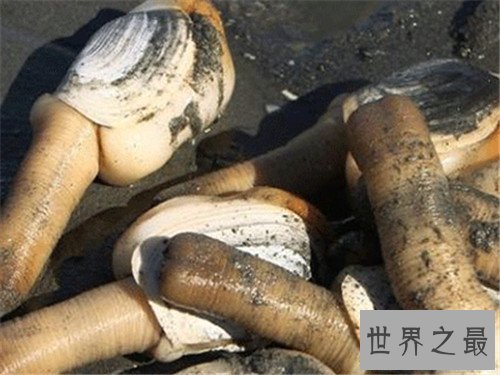 【图】象拔蚌的效用及作用引见 怎么的人不能食用象拔